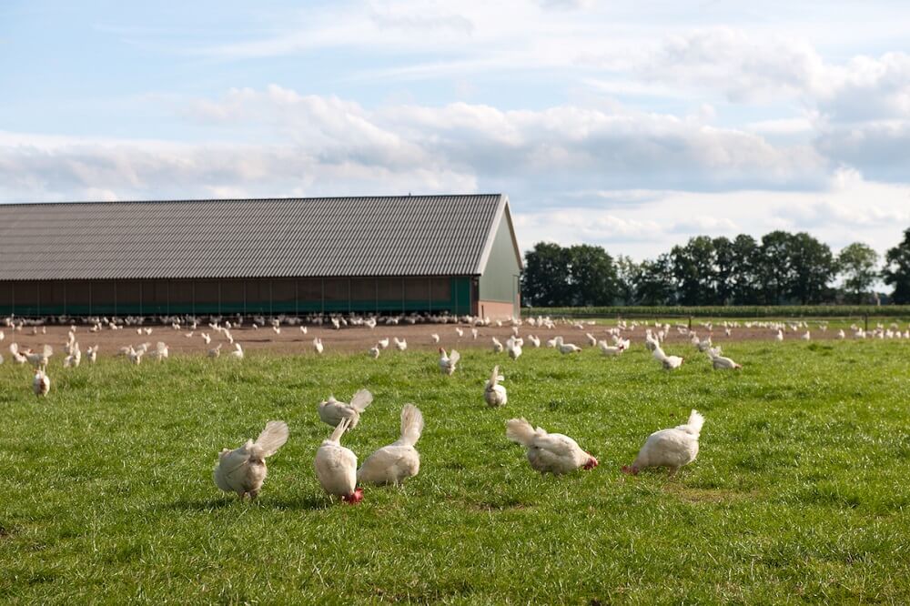 Pasture Raised Chickens