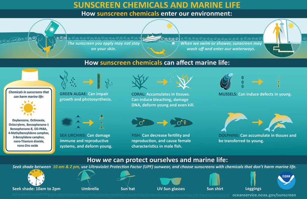 Non Toxic Sunscreen, Health, Ecosystem