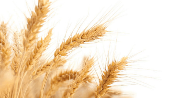 why you should be wheat free, gluten free