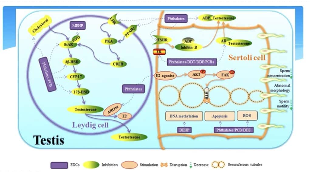 how toxins affect hormones