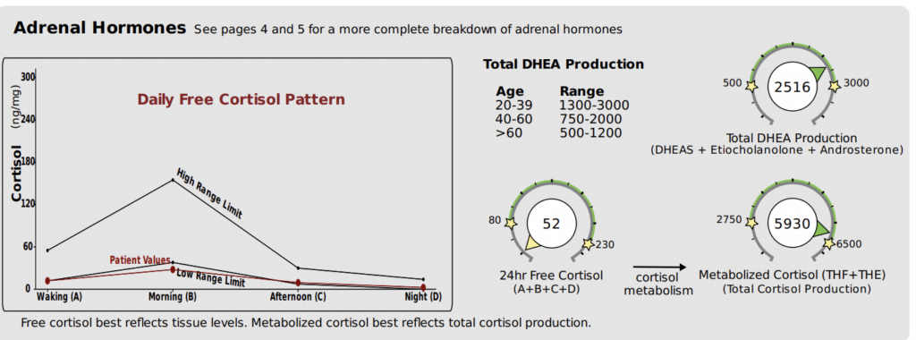 Adrenal Hormones breakdown